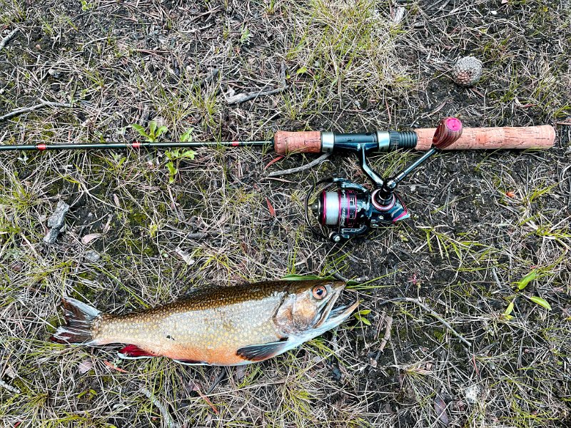 AR21-Brook Trout 2021